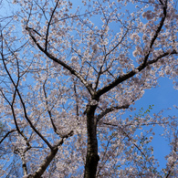 葛西臨海公園の桜