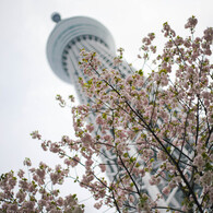 花曇りの天を衝く
