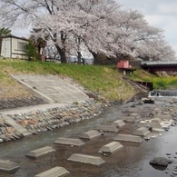 満開の桜と川のある景色（4月10日）