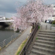 階段の上の枝垂桜（4月11日）