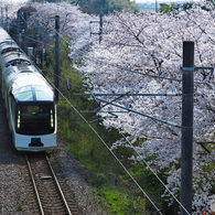 ようこそ 桜咲く新潟へ！