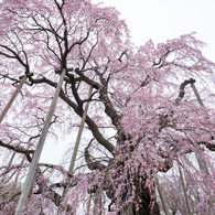 三春滝桜
