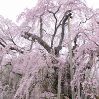 三春滝桜