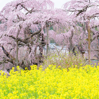 三春滝桜