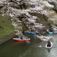 spring for tokyoites 2025