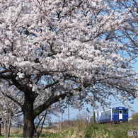 満開の桜の下を行く ”キハ40”