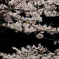 春良日