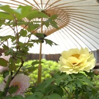 岡寺　牡丹