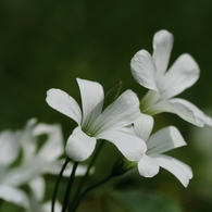 足元の花　８