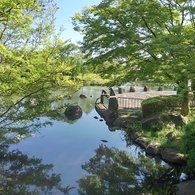 モミジの池（4月30日）
