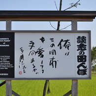 談志の田んぼ