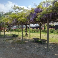 長峰公園の藤棚の休憩所（5月1日）