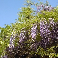藤の花の集まり（5月1日）