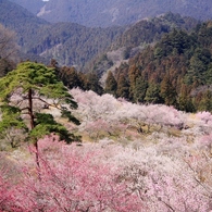 日本の美