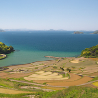 春の棚田