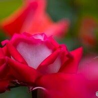 春薔薇の旧古河庭園～ⅱ