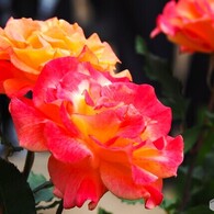春薔薇の旧古河庭園～ⅲ