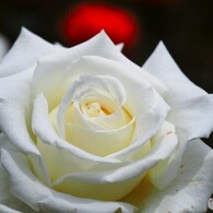 春薔薇の旧古河庭園～ⅳ