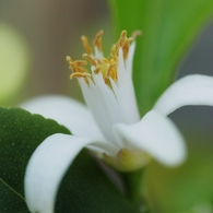 家の花　９