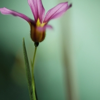 家の花　１１
