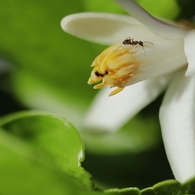 家の花　１０