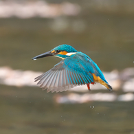 微動だしないホバリング　カワセミ　3