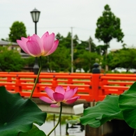 蓮と朱橋１