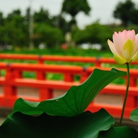 蓮と朱橋１