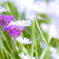 花_01