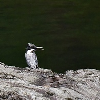 Boy on the rock