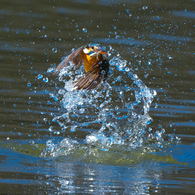 カワセミ トルネイド　3