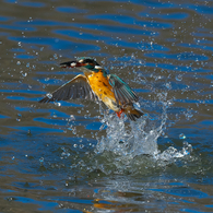 カワセミ トルネイド　2