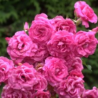 バラの花