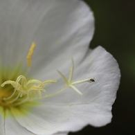 公園の花　１