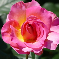 春の花11(バラ1)
