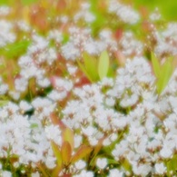 ５月の白い花