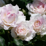 春の花15(バラ5)