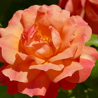 春の花15(バラ5)