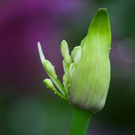 雨中のアガバンサス