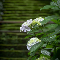 石段と紫陽花