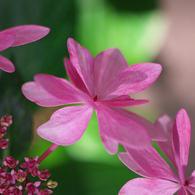 花とガク（アジサイ）