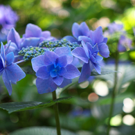 林に咲く紫陽花