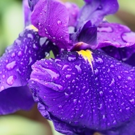 小岩菖蒲園の花菖蒲1