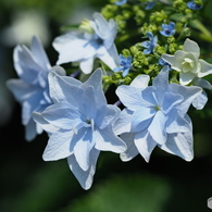 紫陽花を楽しむ ④