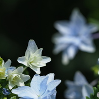 紫陽花を楽しむ ⑤