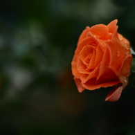 薔薇のためいき