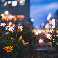 都市の花壇