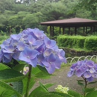 紫アジサイと休憩所（6月21日）