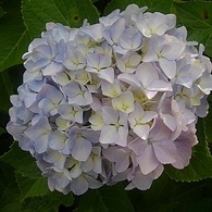 淡く美しい色のアジサイ（6月21日）