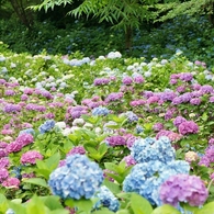 本土寺の紫陽花2